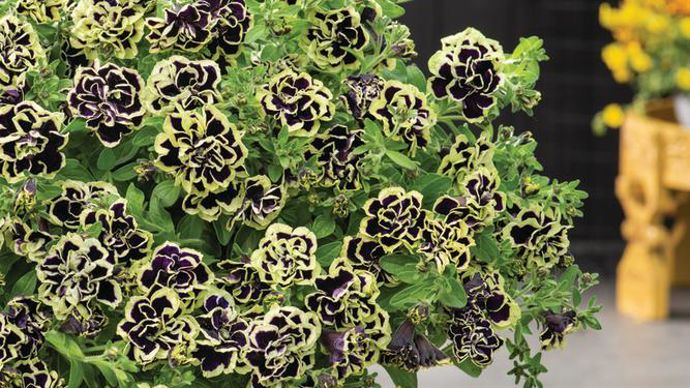 Petunia x hybrida Mystical® ‘Midnight’ Gold, de l’obtenteur japonais Miyoshi (diffusion de licence exclusive en Europe par Florensis). ©Fleuroselect